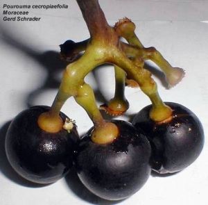 انگور آمازون